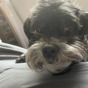 Meet your Posher, Chanel